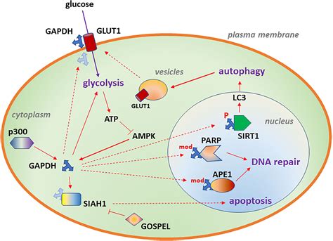gapdh cell signaling